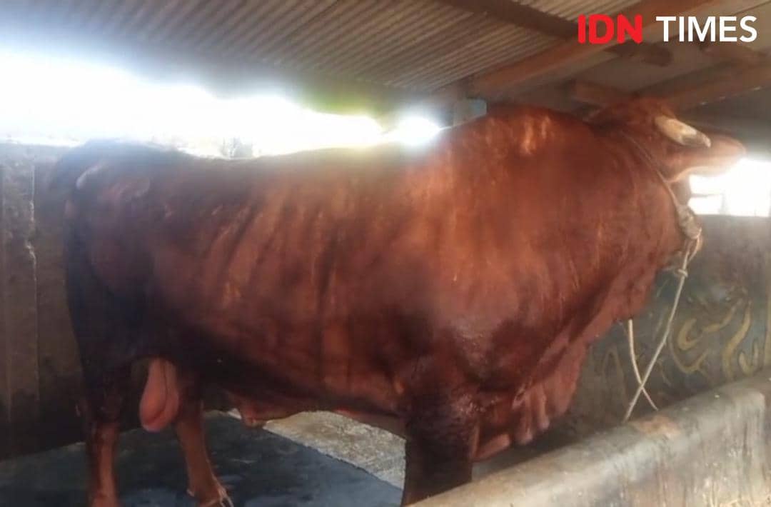Seekor sapi berwarna cokelat berdiri di dalam kandang, siap dikirim menjelang Iduladha setelah pemeriksaan kesehatan akhir.