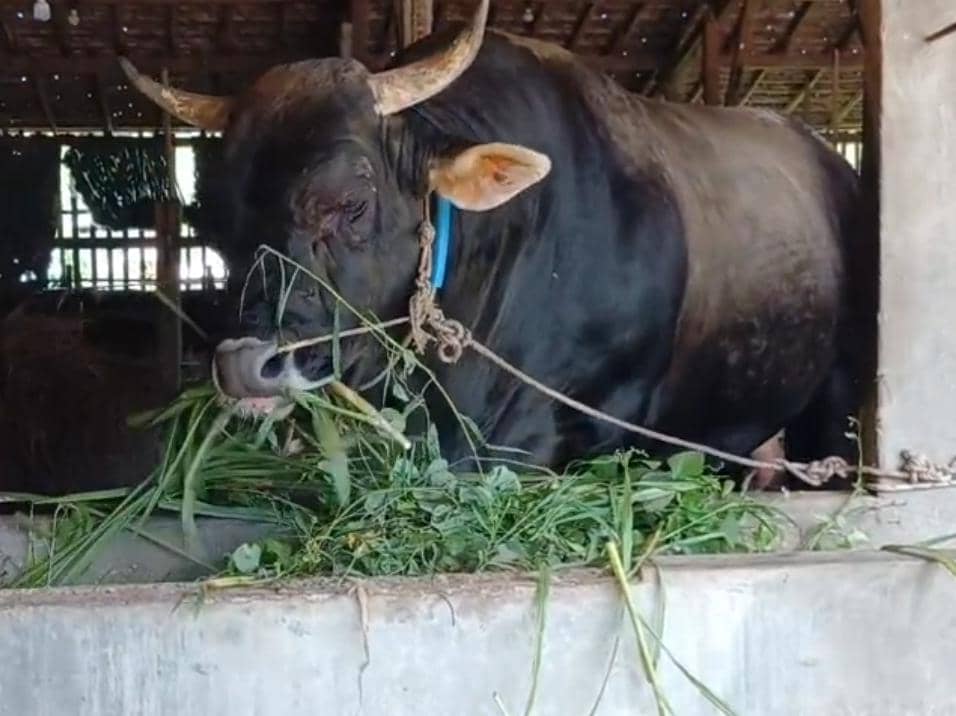 Prabowo Beli Sapi Brangus di Semarang: Harga Rp113 Juta, Bobot 1,1 Ton