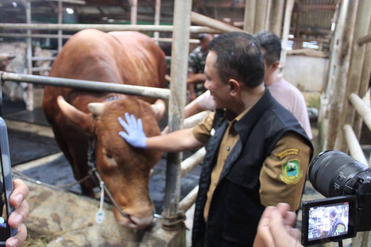 Si Diego, Sapi Sultan dari Kuningan yang Dipilih Presiden