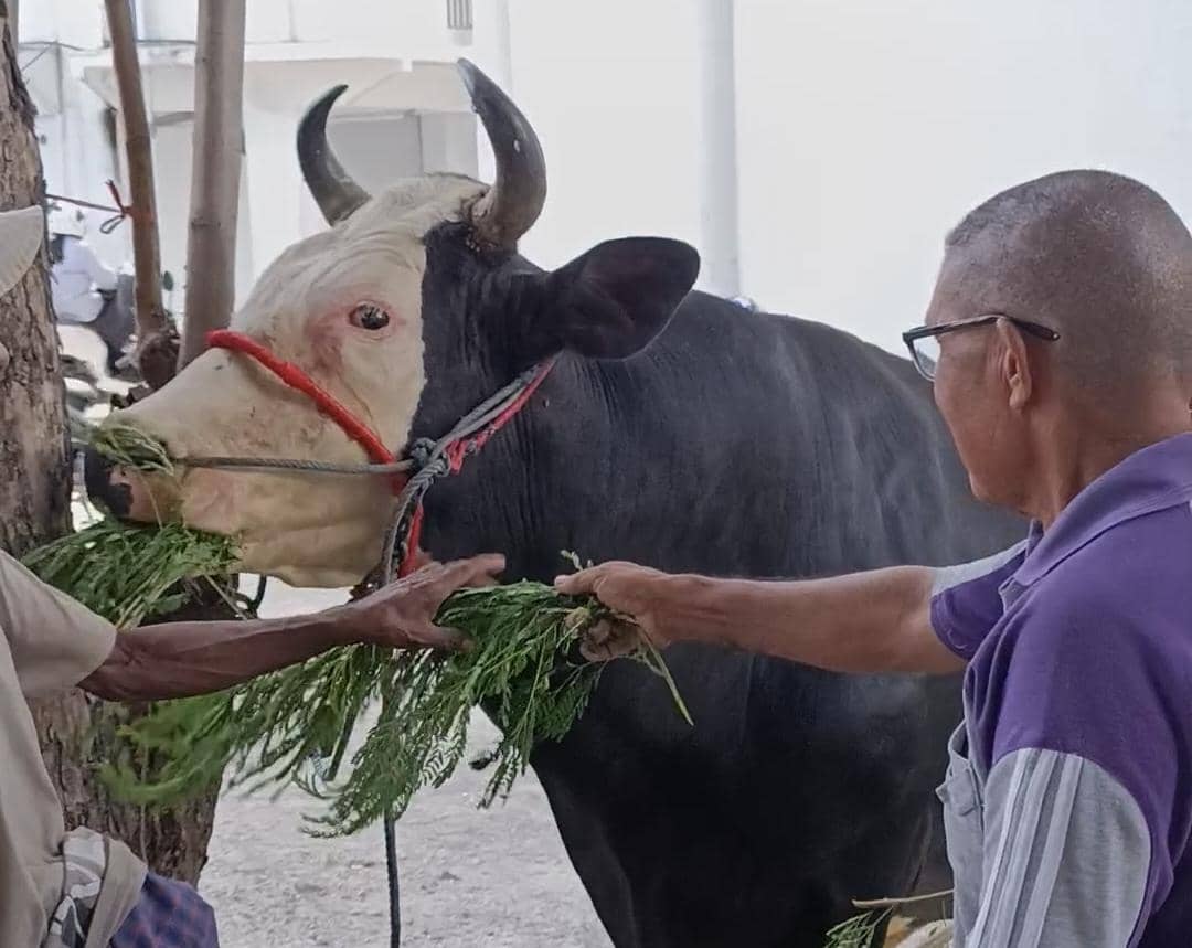 Bobot 1,1 Ton, Siloam Jadi Sapi Kurban Prabowo di Masjid Muhammadiyah Kupang