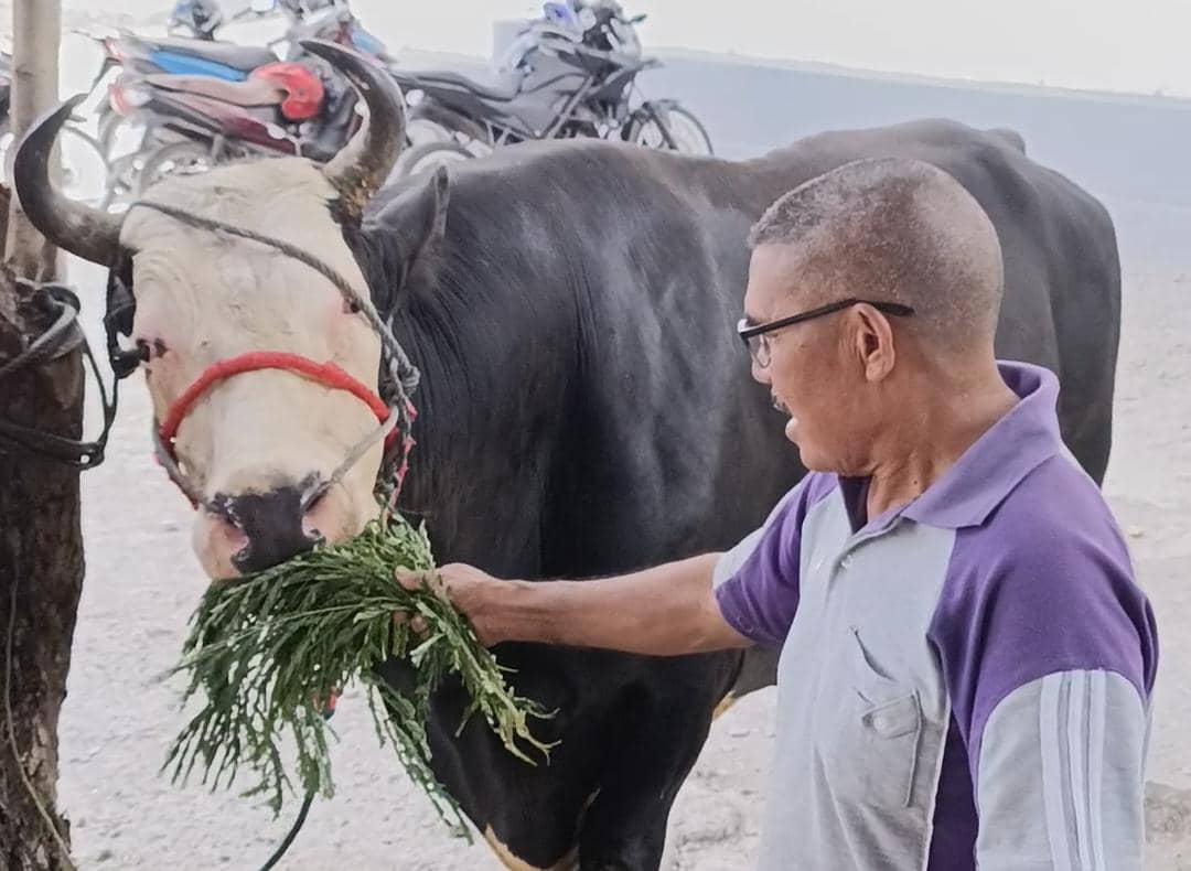 Seorang pria memberi makan seekor sapi besar berbobot lebih dari satu ton dengan rumput hijau di area Masjid KH Ahmad Dahlan Kupang.
