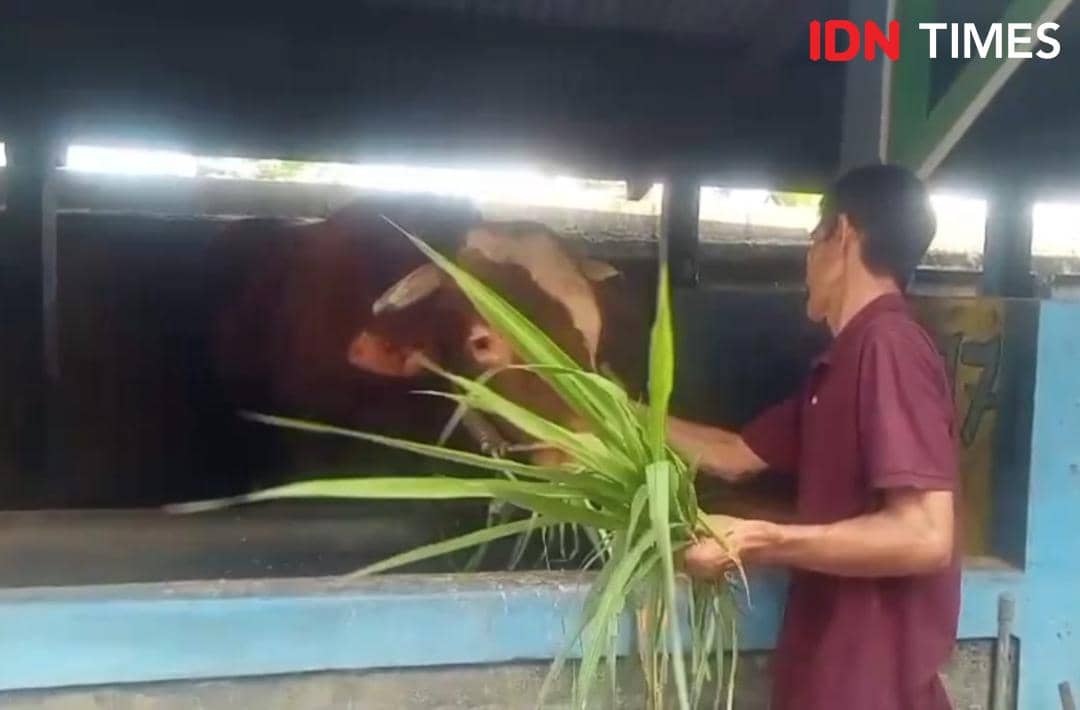 Seorang pria memberi makan sapi berukuran besar di dalam kandang menggunakan rumput hijau segar pada siang hari.