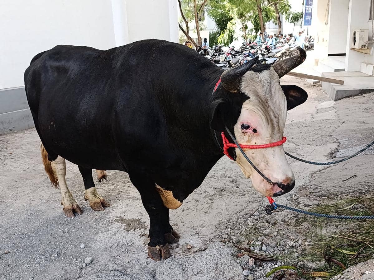 Seekor sapi berukuran besar dengan tali merah di kepalanya berdiri di area Masjid KH Ahmad Dahlan Universitas Muhammadiyah Kupang.