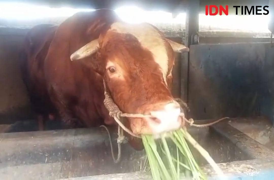 Sapi jenis Simmental Crossing berwarna cokelat dengan wajah putih sedang makan rumput di dalam kandang ternak.
