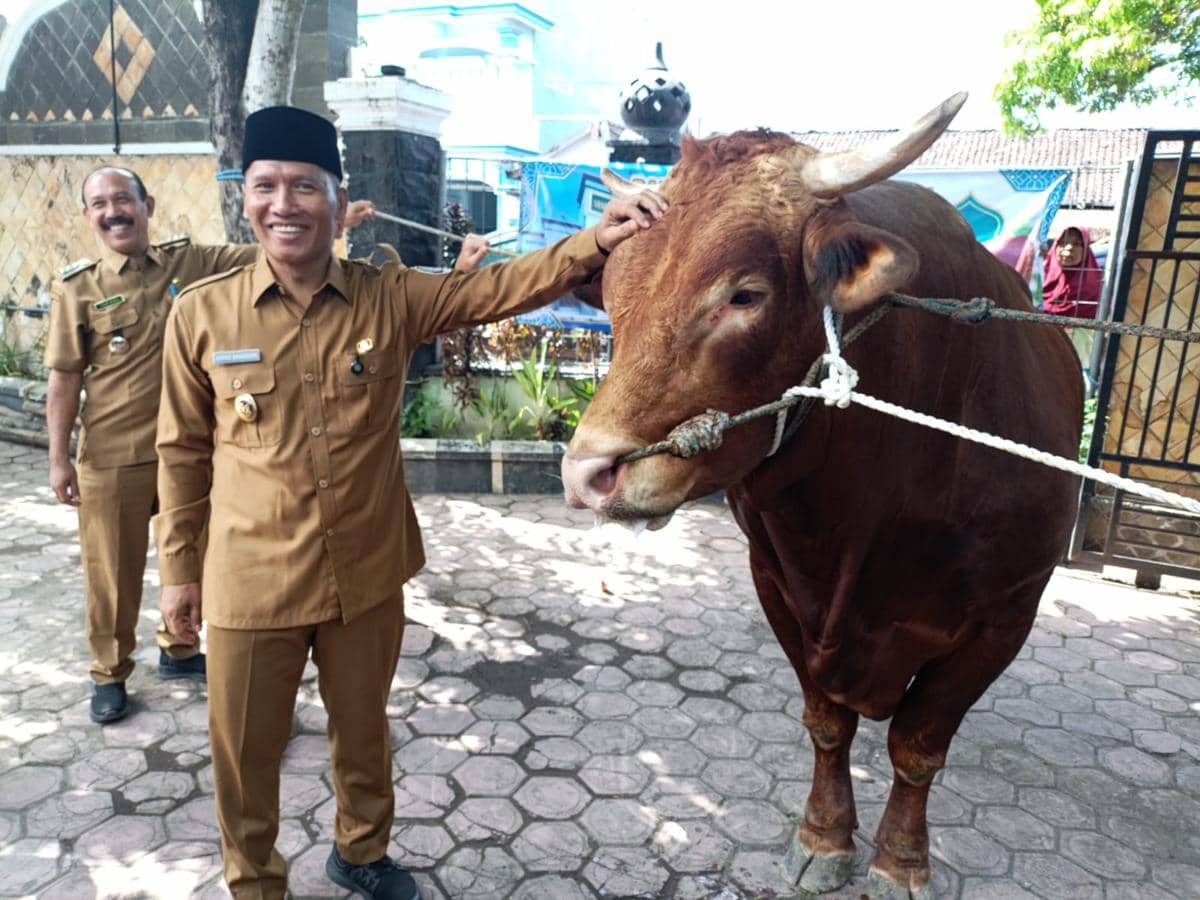 Fajar, Sapi Gemoy Hewan Kurban Prabowo di Tulungagung