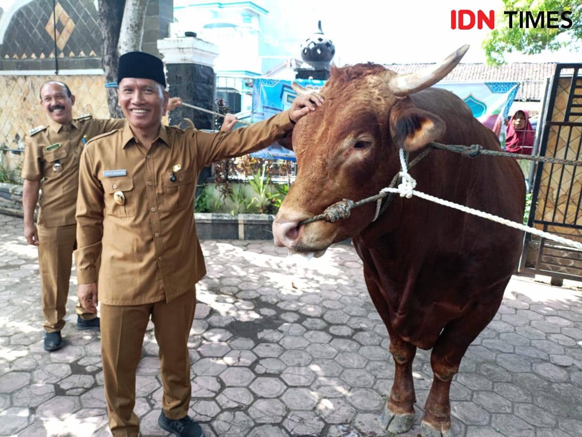 Alien hingga Predator, Ini Nama-Nama Sapi Kurban SBY hingga Prabowo