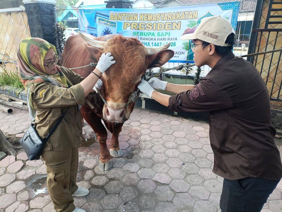 Sapi hewan kurban Presiden Prabowo Subianto di Tulungagung. IDN Times/Bramanta Pamungkas