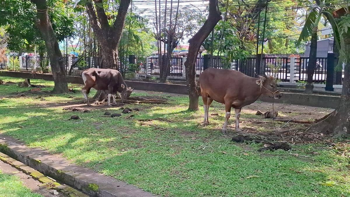 Dua ekor sapi kurban Pelindo Regional 4 sedang berada di area berumput kompleks rumah dinas Pelindo di Makassar di bawah pepohonan rindang.