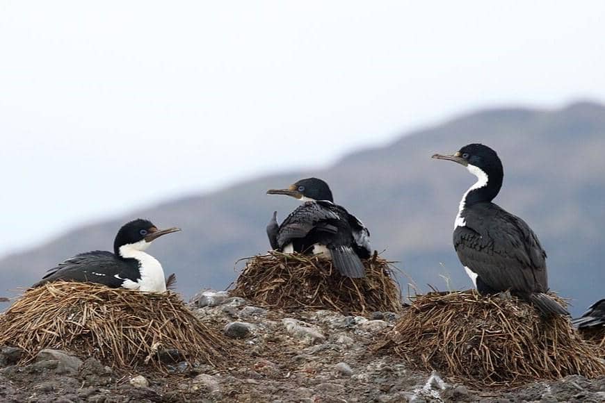 Imperial Shag