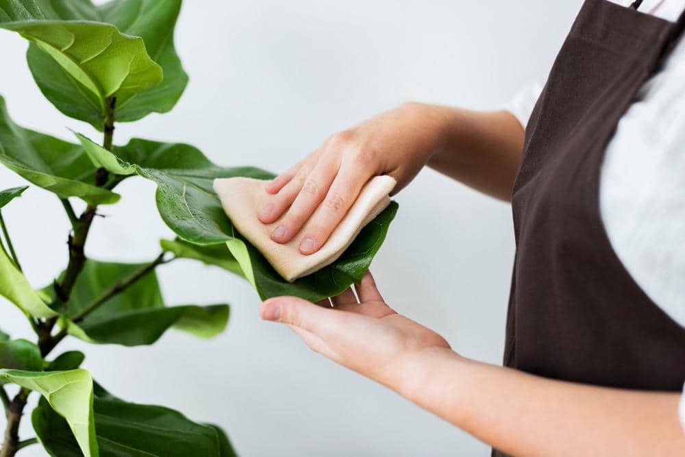 Seseorang mengenakan celemek cokelat sedang mengelap daun tanaman hijau dengan kain lembut untuk membersihkan debu.