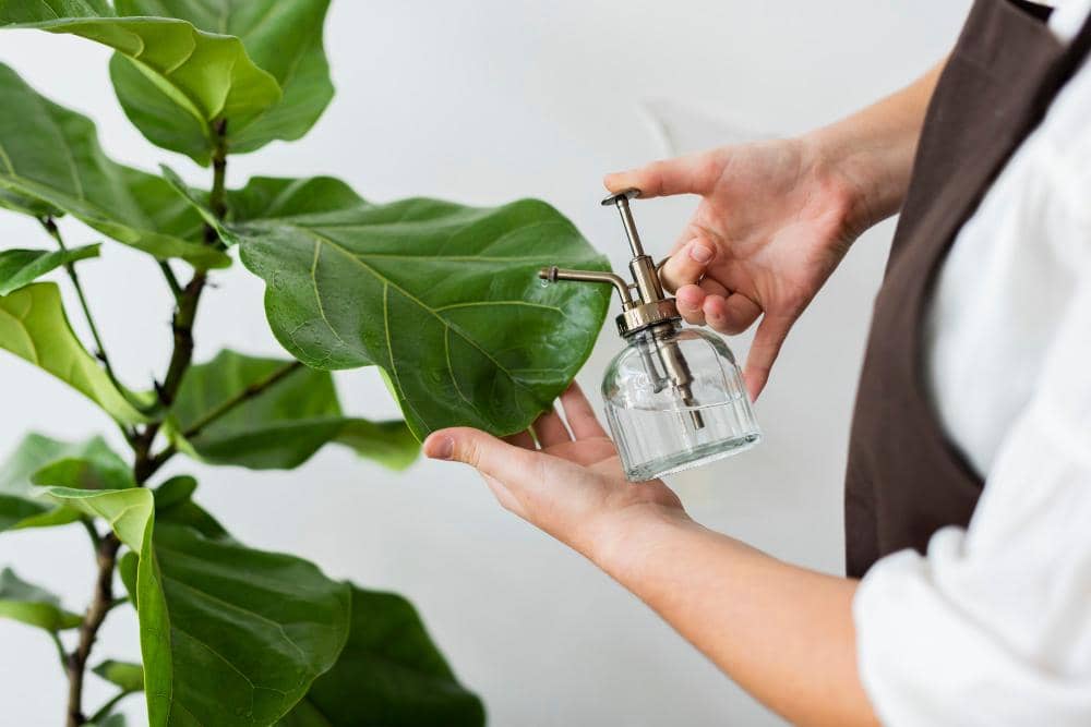 Seseorang menyemprot daun tanaman hijau menggunakan botol semprot kecil berisi air untuk menjaga kelembapan daun.
