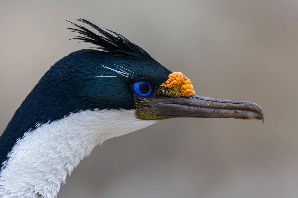 Imperial Shag