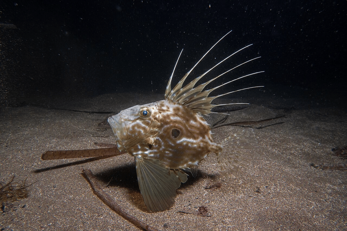 john dory