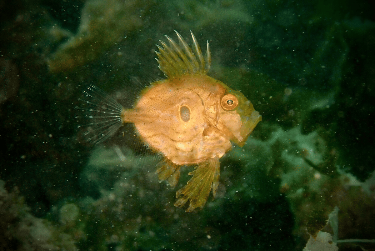 john dory