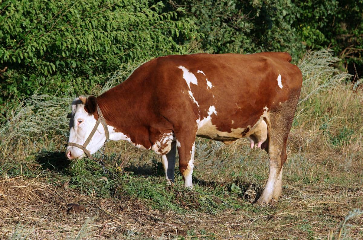ilustrasi sapi