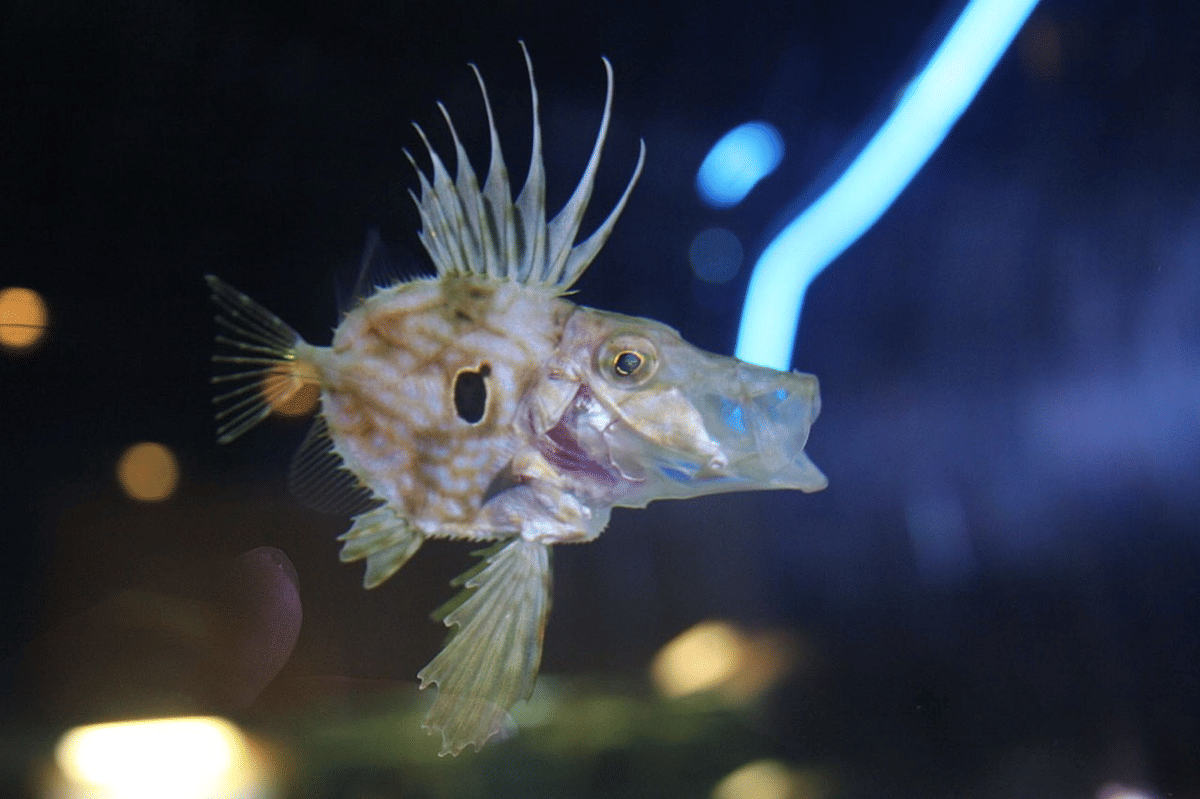 john dory