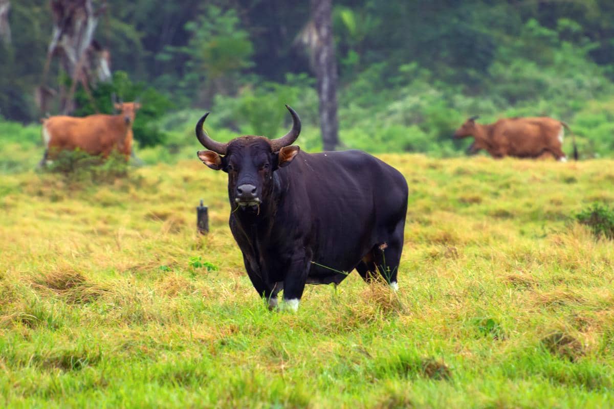 Banteng di Taman Nasional Alas Purwo