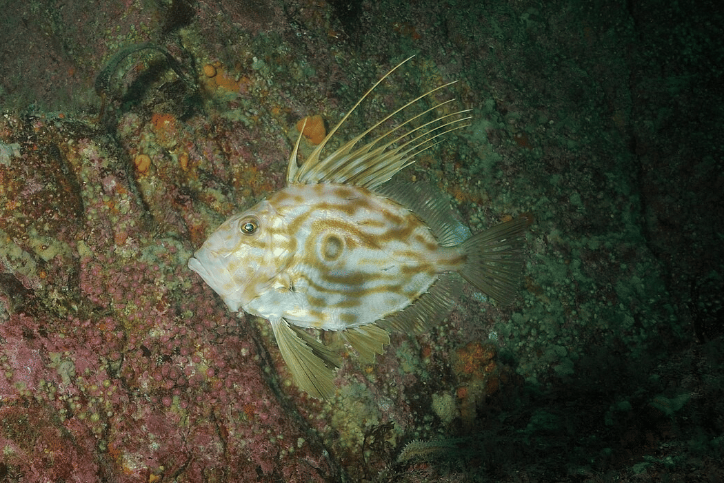 john dory