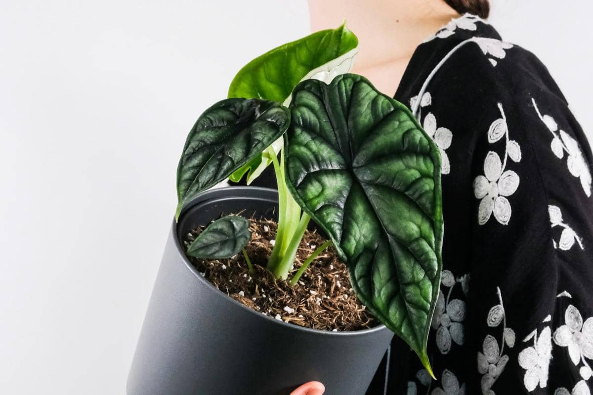 5 Fakta Menarik Alocasia Dragon Scale, Teksturnya Mirip Sisik Naga