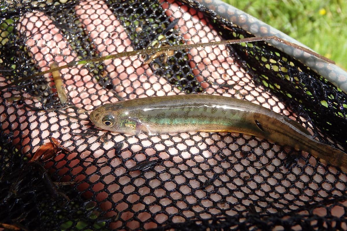 ikan galaxias