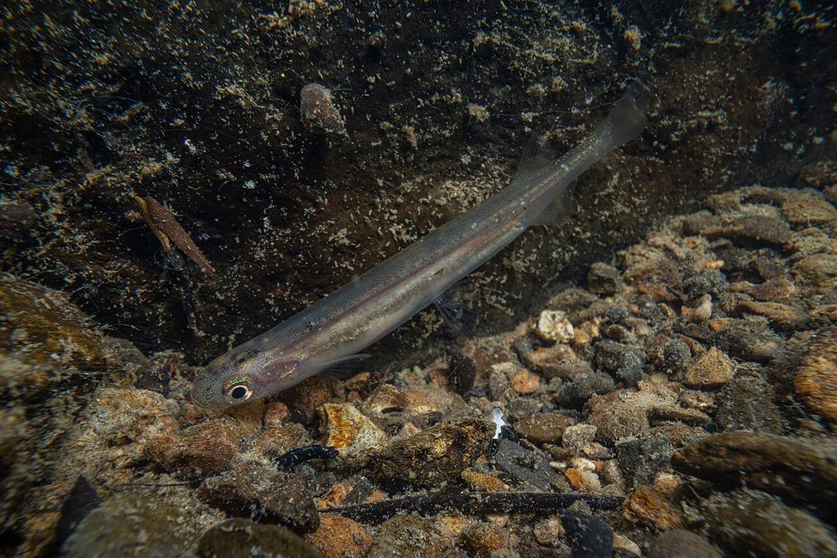 ikan galaxias