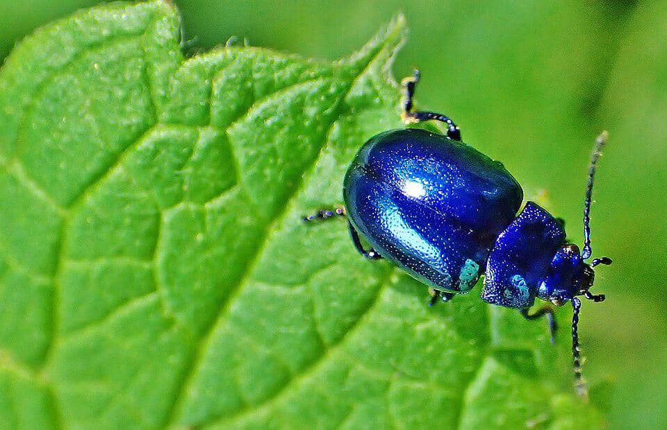 5 Fakta Menarik Mint Beetle, Kumbang Cantik Pemakan Daun Mint