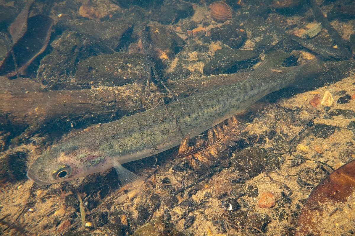 ikan galaxias