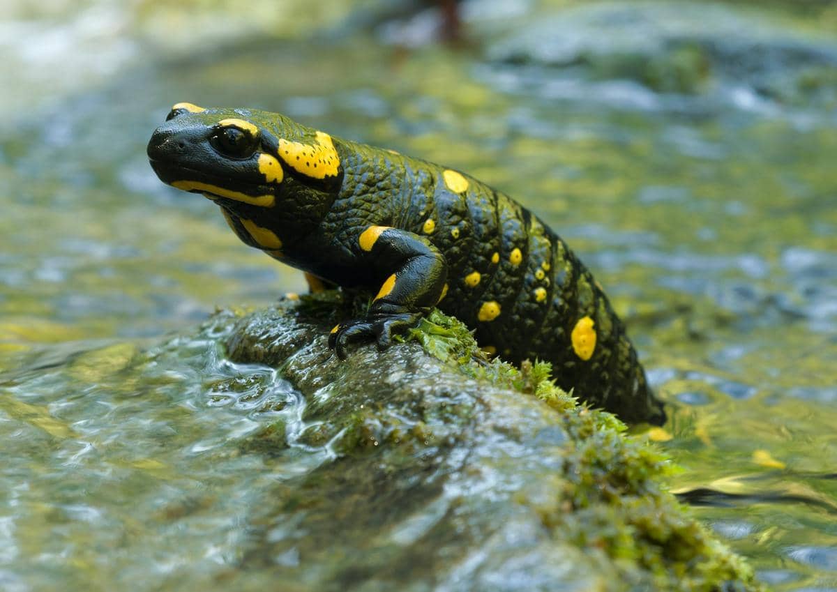 ilustrasi salamander