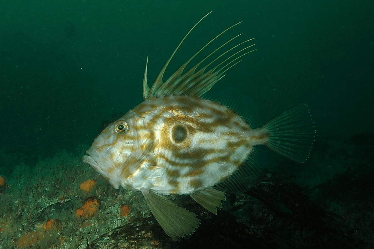 5 Fakta Menarik John Dory, Ikan Berduri yang Bisa Dimakan
