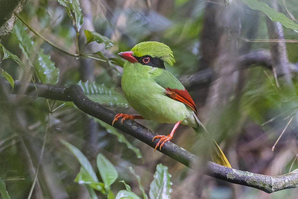 Burung Cissa hypoleuca