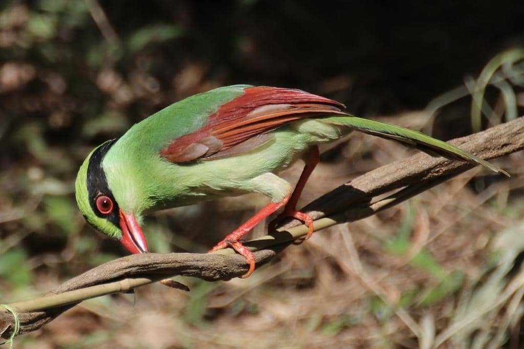 Burung Cissa hypoleuca