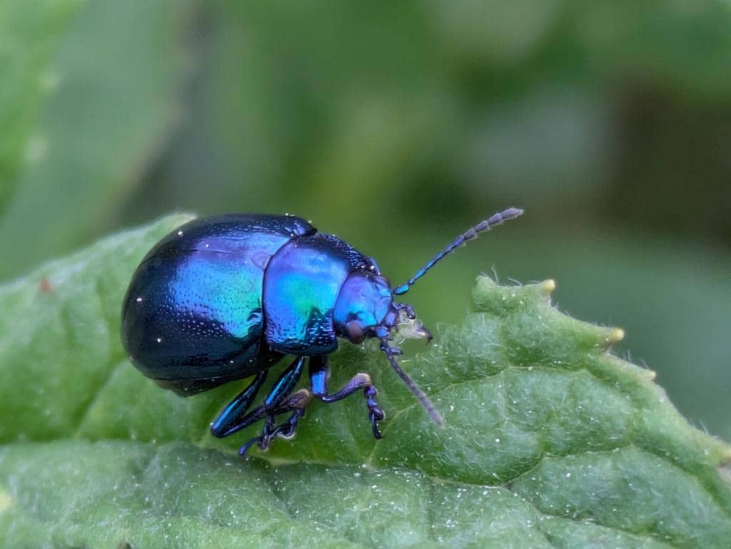 Kumbang Chrysolina coerulans