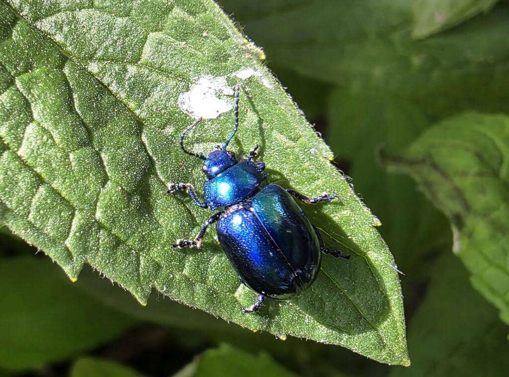 Kumbang Chrysolina coerulans