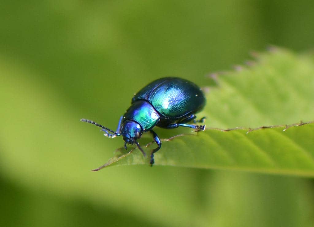 Kumbang Chrysolina coerulans