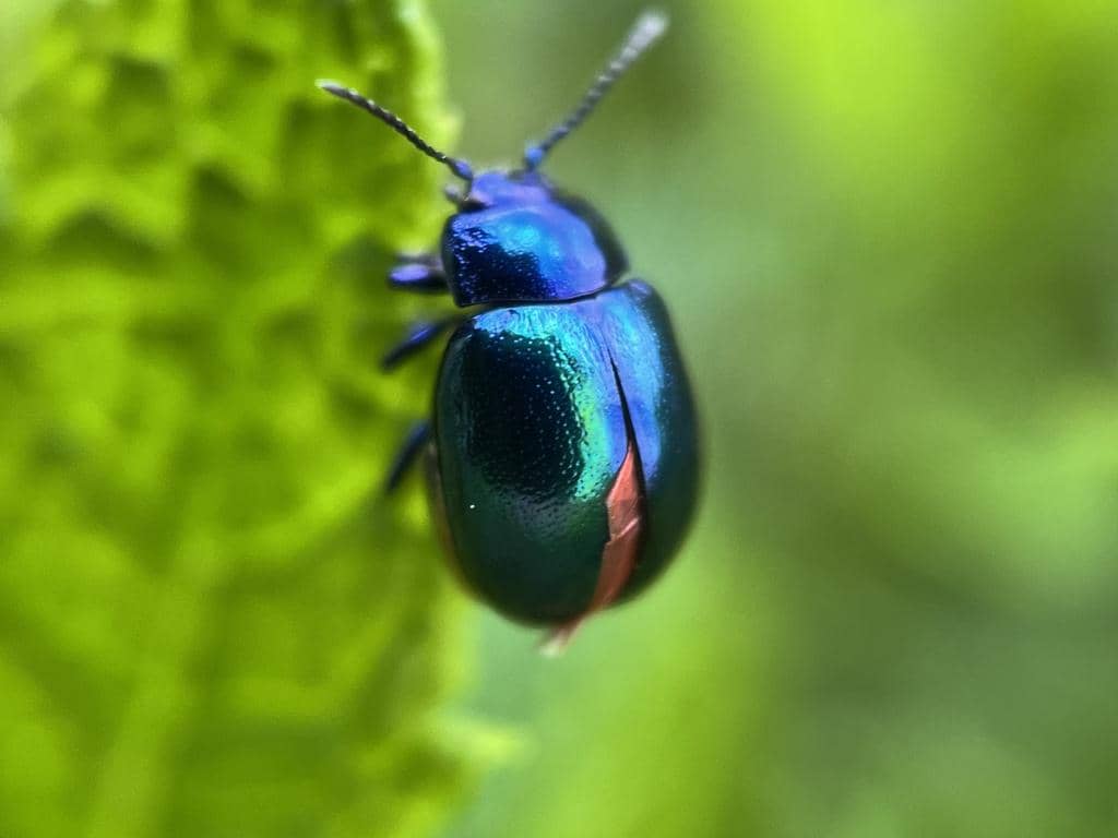Kumbang Chrysolina coerulans