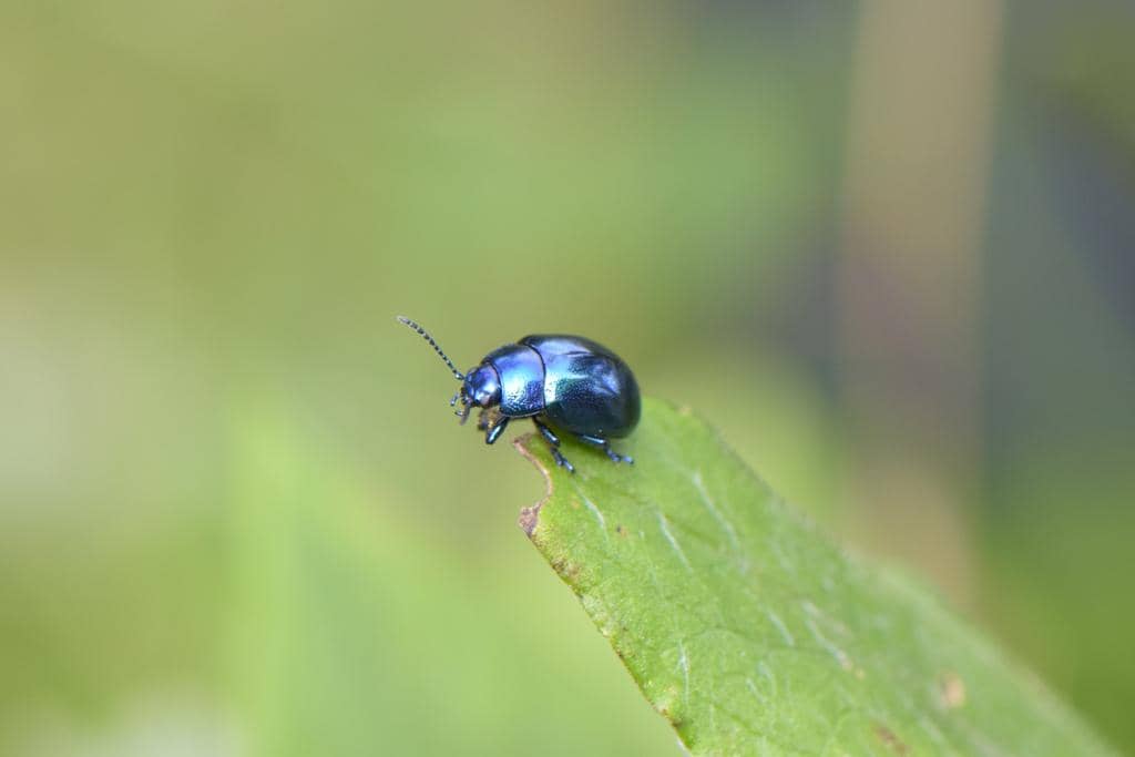 Kumbang Chrysolina coerulans