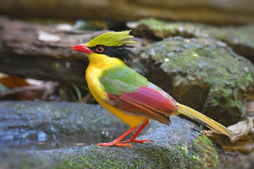 Burung Cissa hypoleuca