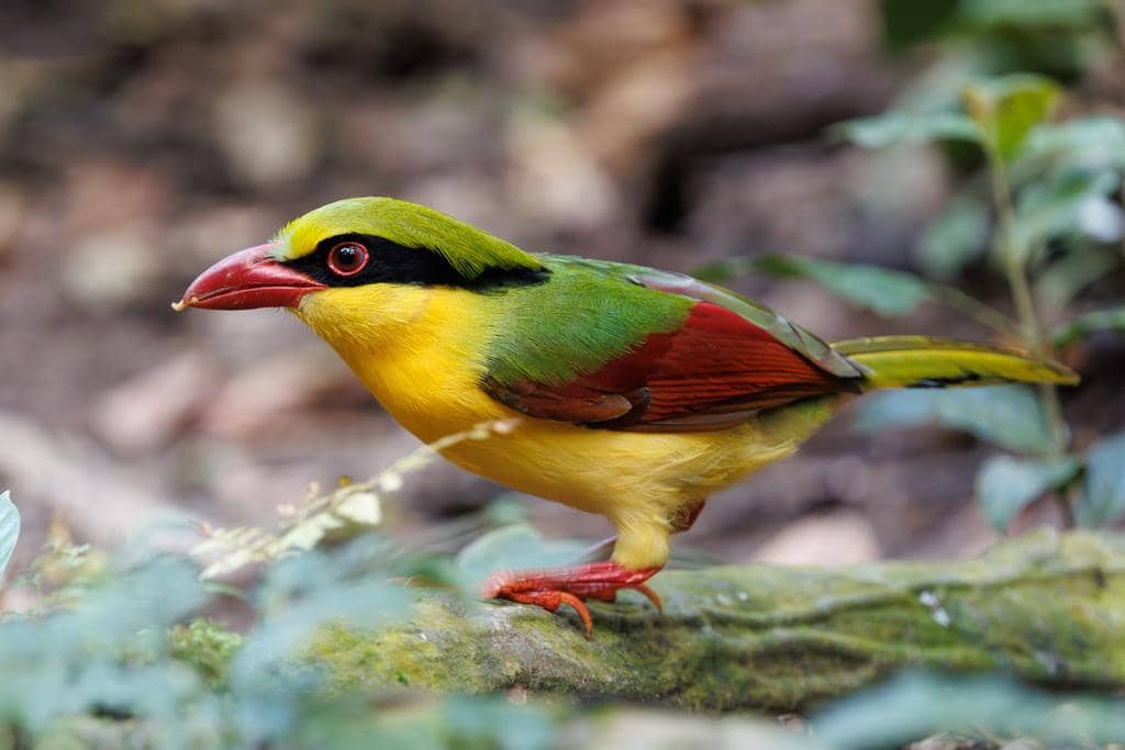 Burung Cissa hypoleuca