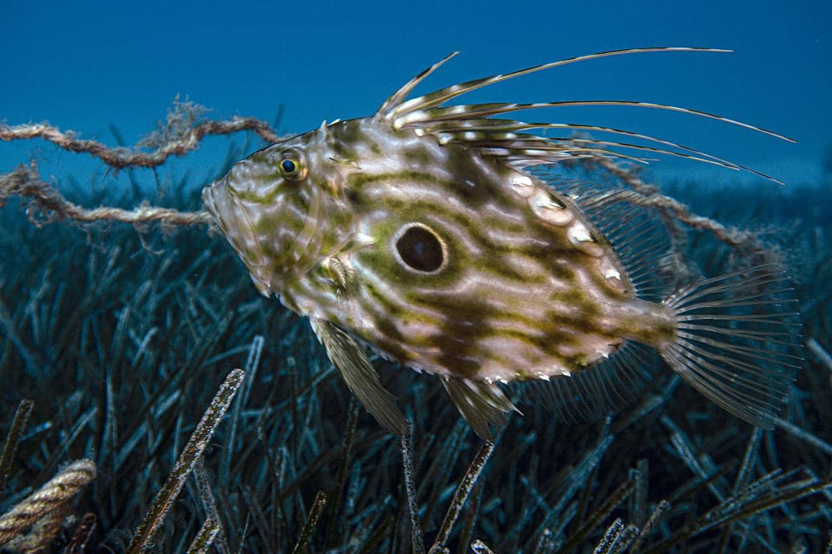 john dory