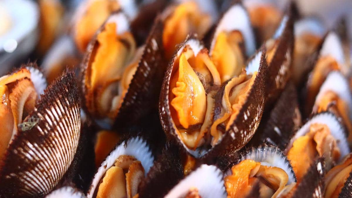 ilustrasi kerang segar