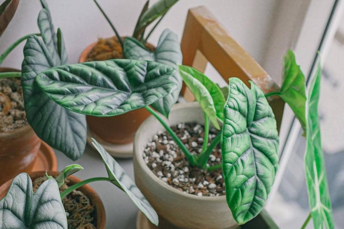 Alocasia Dragon Scale