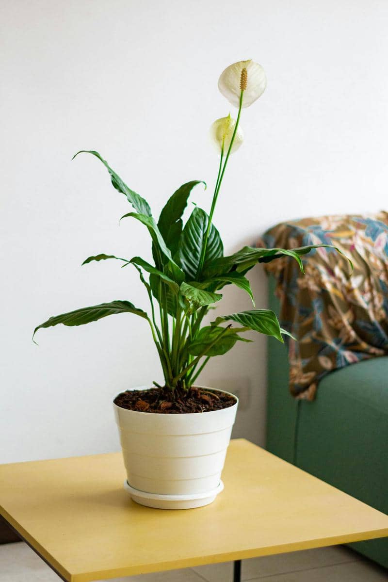 ilustrasi peace lily