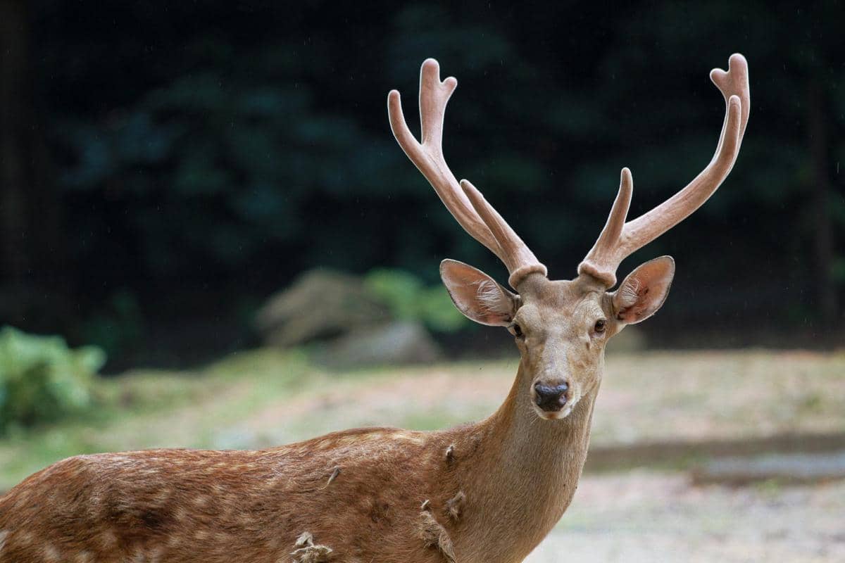 Seekor rusa jantan berbulu cokelat dengan tanduk bercabang indah menatap kamera di tengah hutan