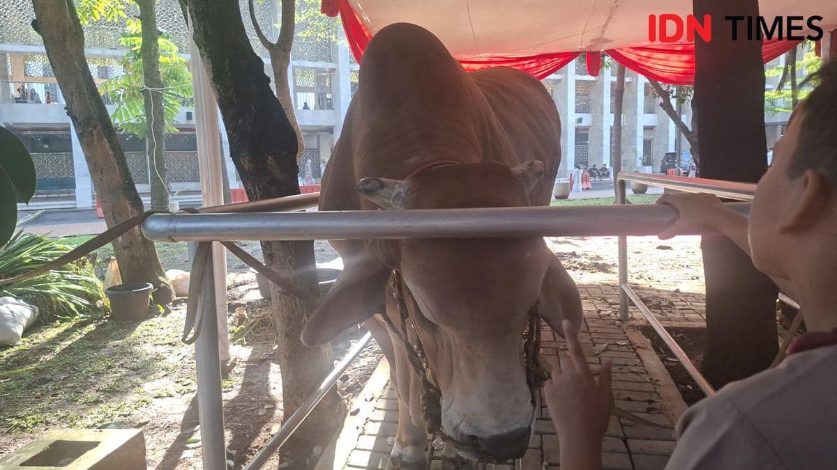Sapi Prabowo Gibran Dipajang di Halaman Masjid Istiqlal