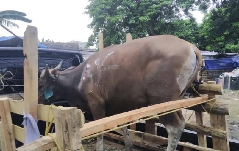 Sapi Kurban di Sukabumi Ngamuk, Kabur ke Hutan