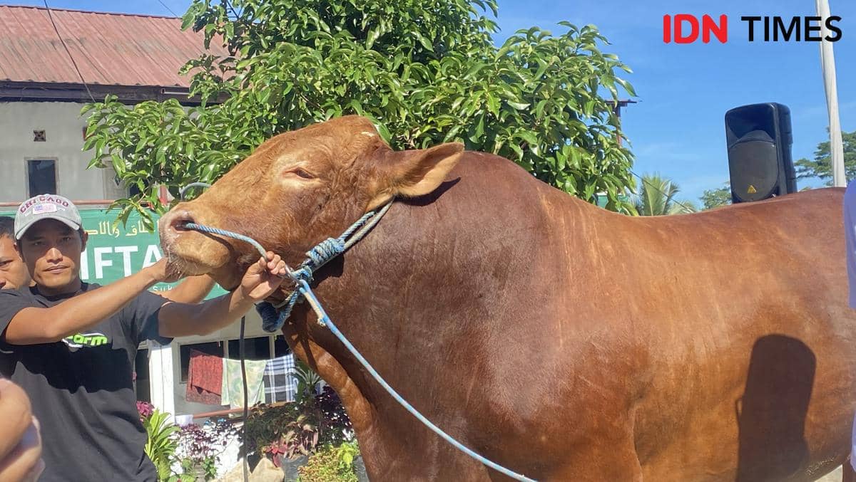 Intip Harga Sapi Kurban Prabowo, Ada yang Tembus Rp130 Juta