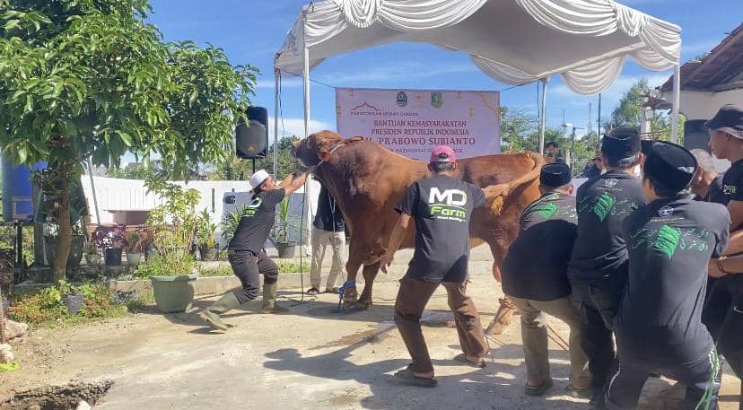 Momen Petugas-Santri Kewalahan Tumbangkan Sapi Kurban Prabowo di Sukabumi