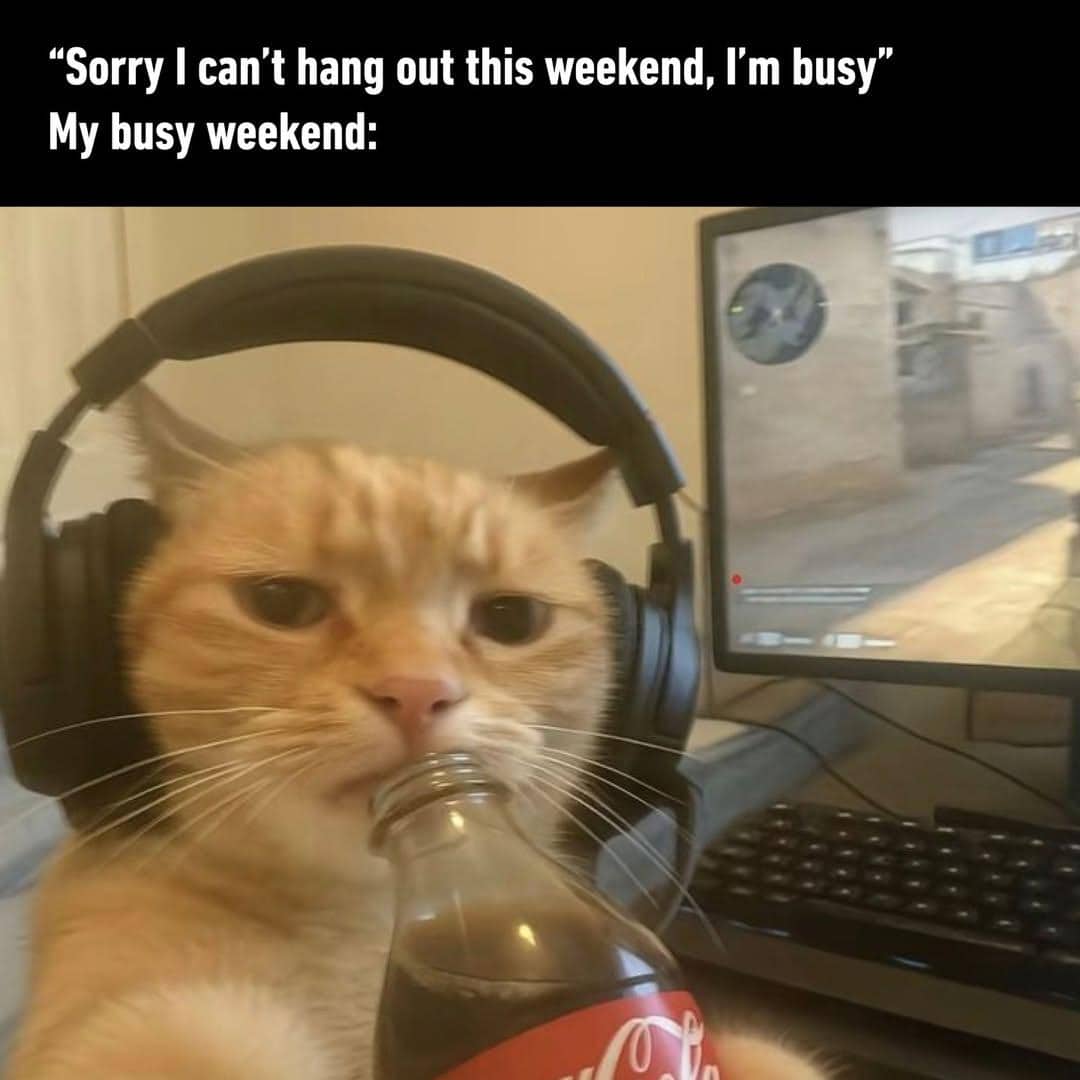 Seekor kucing mengenakan headphone sambil memegang botol minuman di depan komputer yang menampilkan permainan video.