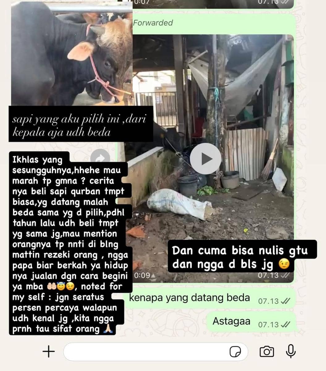 Tangkapan layar percakapan WhatsApp antara Wanda Hara dan penjual hewan kurban, menampilkan foto sapi dan pesan tentang perbedaan sapi yang diterima.