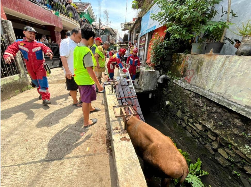 Tiga Sapi Kaget Saat Disembelih hingga Masuk Got di Jakarta